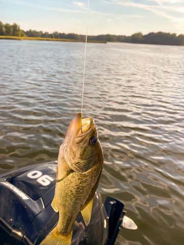 8573 W Lakeshore Drive, Perry, MI 48872