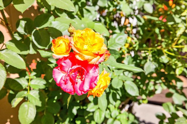 8536 Planetree Dr, Windsor, CA 95492