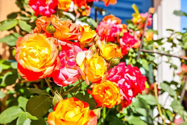 8536 Planetree Dr, Windsor, CA 95492