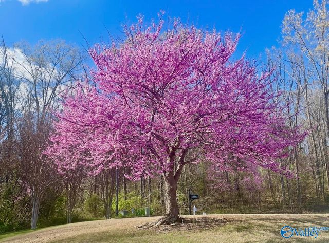 6802 Wintercrest Way SE, Owens Cross Roads, AL 35763