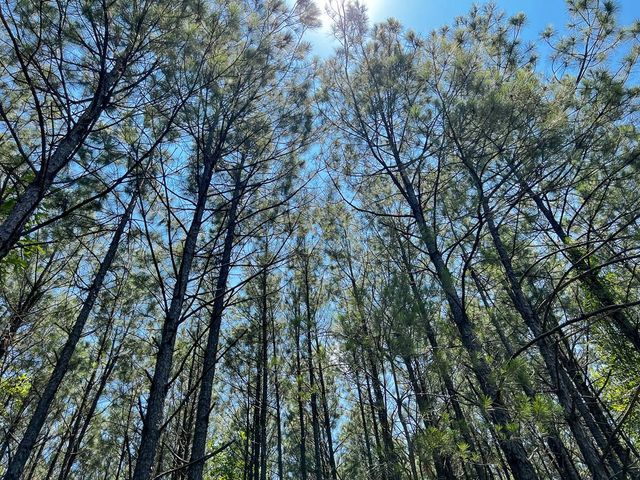 9 Bayou Road, Milam, TX 75948