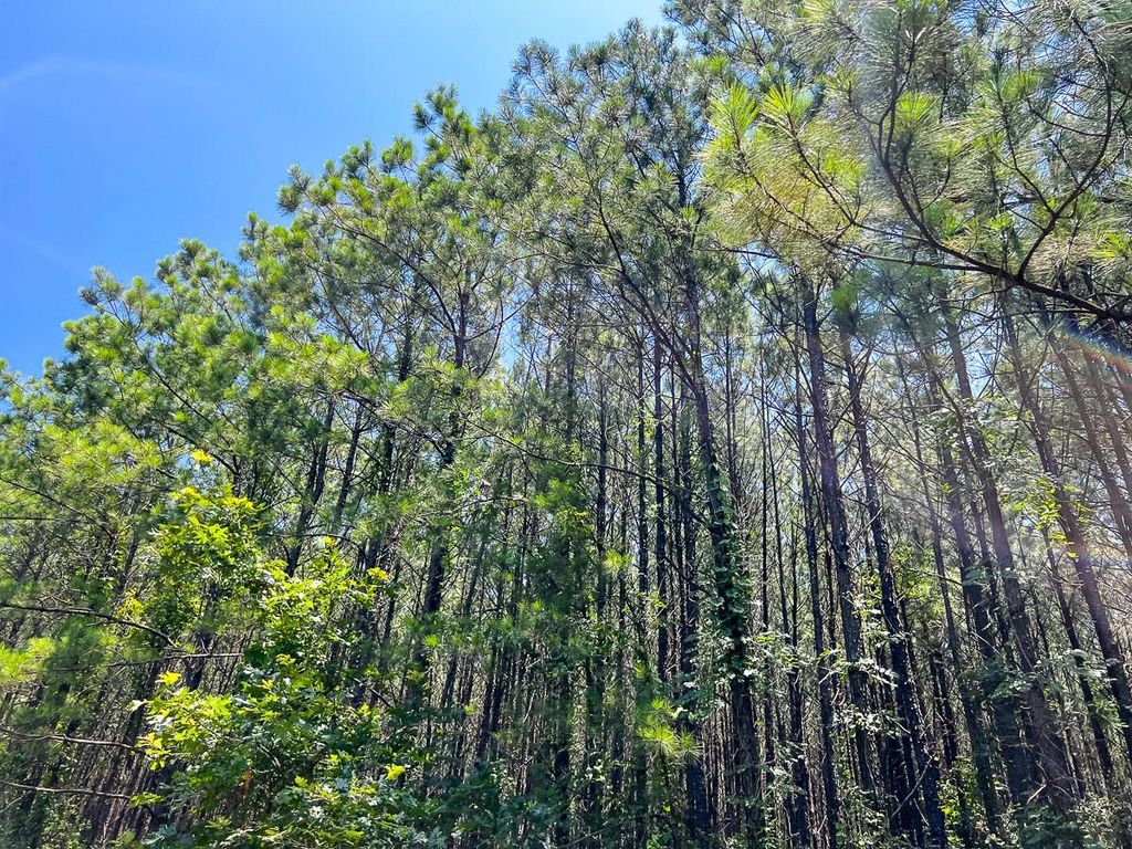 9 Bayou Road, Milam, TX 75948