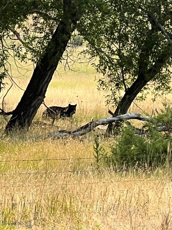 126 Upper Deer Creek, Big Timber, MT 59011 photo 6