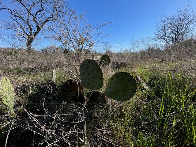 343 Palmilla Drive, Gordonville, TX 76245