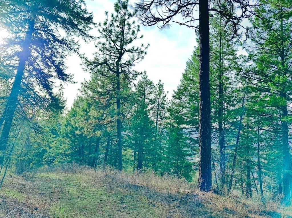 45XX 292 Hwy, Springdale, WA 99173 photo 24