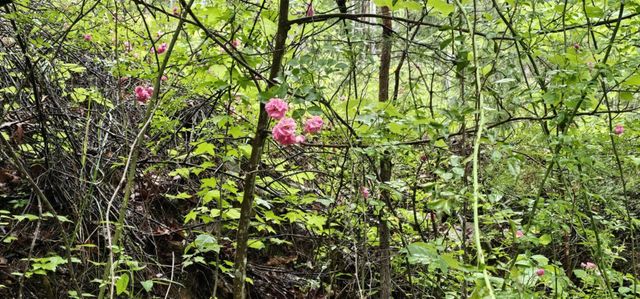 200 Peachtree Lane, Tellico Plains, TN 37385
