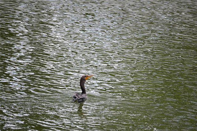 8609 DRIFTWOOD DRIVE, Tampa, FL 33615