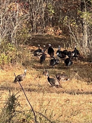 31797 State Highway 76, Norwood, MO 65717