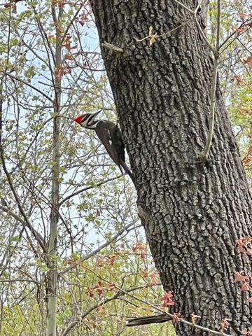 31797 State Highway 76, Norwood, MO 65717