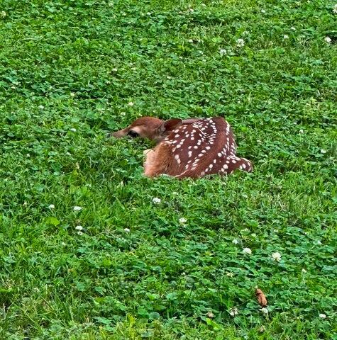 710 Short Street, Streator, IL 61364