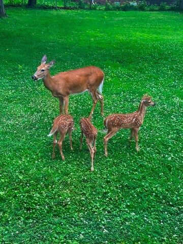 710 Short Street, Streator, IL 61364