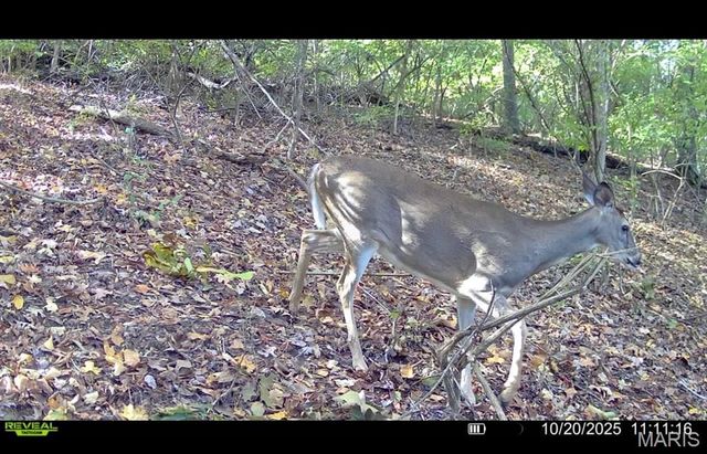 1053 Gilmore Lake Rd, Waterloo, IL 62298