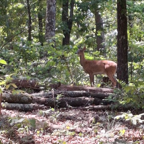 000 Rr 1 Box 222, Vanzant, MO 65768