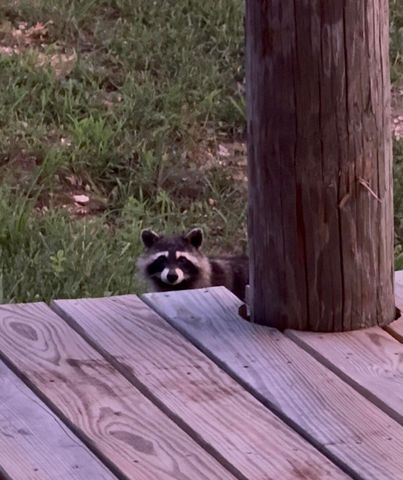 000 Rr 1 Box 222, Vanzant, MO 65768