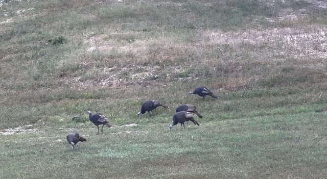 000 Rr 1 Box 222, Vanzant, MO 65768