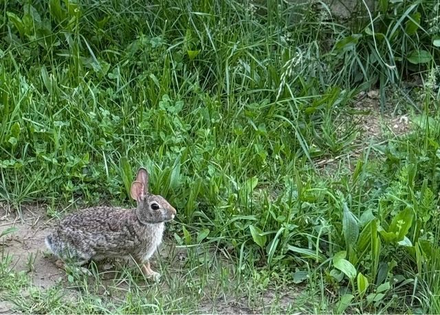 000 Rr 1 Box 222, Vanzant, MO 65768