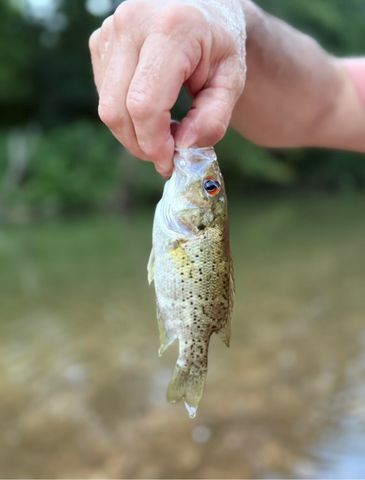 000 Rr 1 Box 222, Vanzant, MO 65768