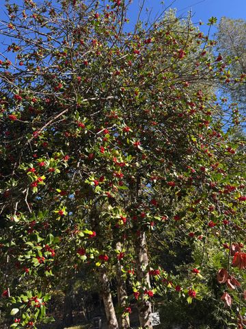 15855 Sunny Dr, Pioneer, CA 95666