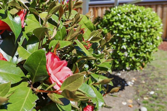 1019 Riverton Drive, San Carlos, CA 94070