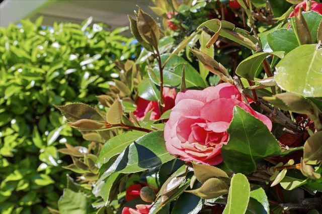 1019 Riverton Drive, San Carlos, CA 94070