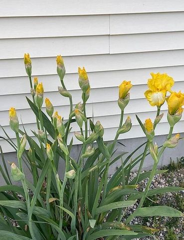 8433 Rolling, Grant, MI 49327