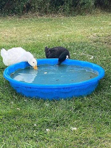 8433 Rolling, Grant, MI 49327