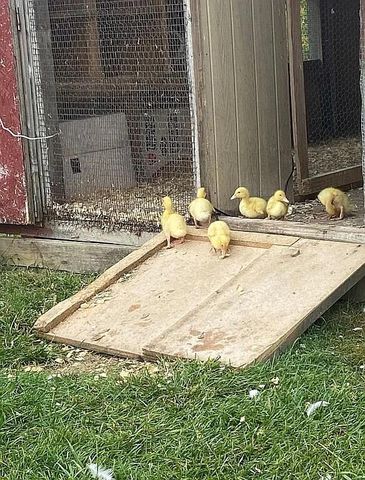 8433 Rolling, Grant, MI 49327