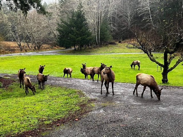 233 JOHANNESON CREEK Rd, Reedsport, OR 97467