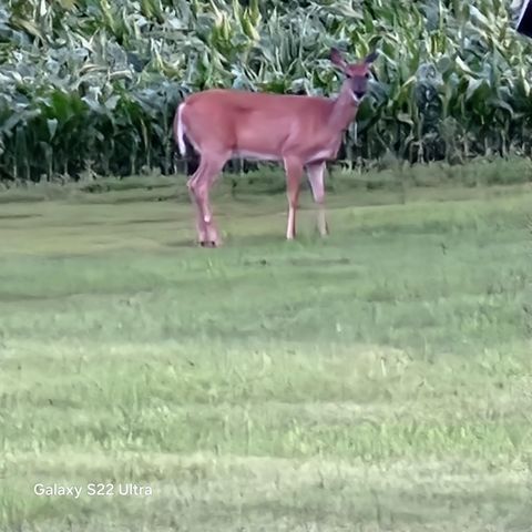 755 240th Avenue SW, Appleton, MN 56208