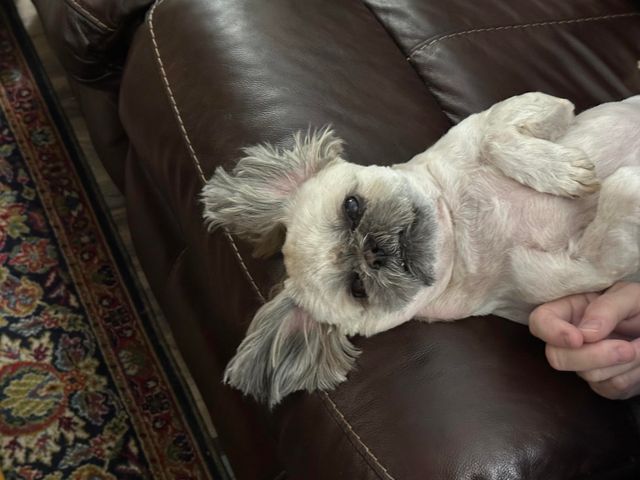 440 Flat Tops Drive, Forsyth, MO 65653