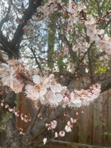 6270 Tweedholm Court, San Jose, CA 95120