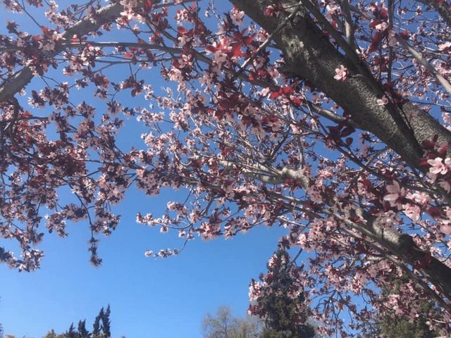 6270 Tweedholm Court, San Jose, CA 95120