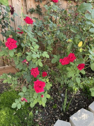 6270 Tweedholm Court, San Jose, CA 95120