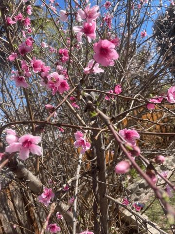 6270 Tweedholm Court, San Jose, CA 95120