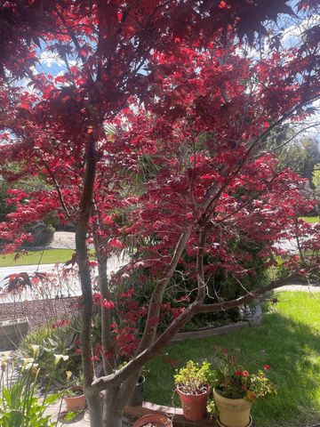 6270 Tweedholm Court, San Jose, CA 95120