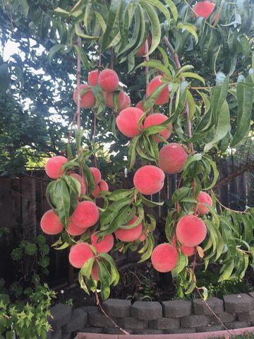 6270 Tweedholm Court, San Jose, CA 95120