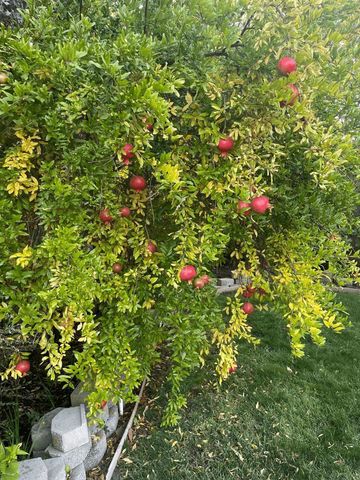 6270 Tweedholm Court, San Jose, CA 95120