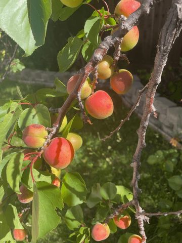 6270 Tweedholm Court, San Jose, CA 95120