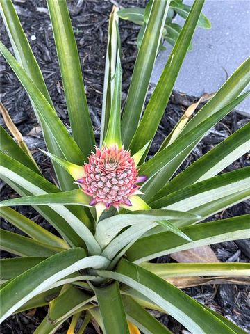 2943 PADDINGTON WAY, Kissimmee, FL 34747