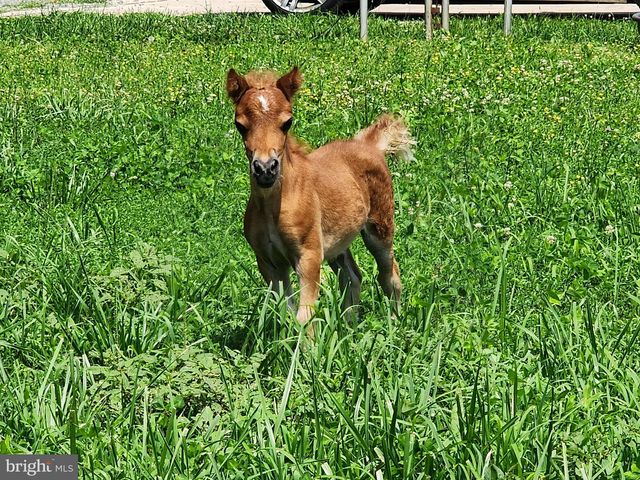 8272 WOODBINE RD, Airville, PA 17302