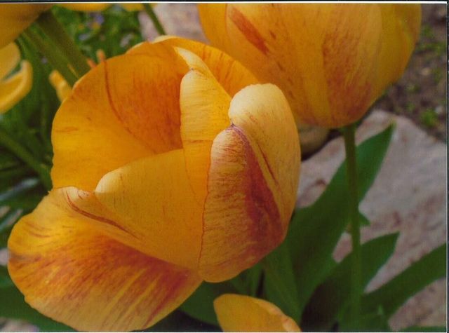 11511 County Road 5340, Rolla, MO 65401