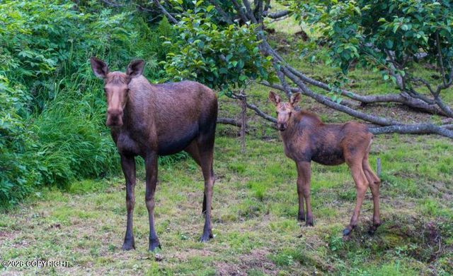 64316 Elizabeth Avenue, Ninilchik, AK 99639