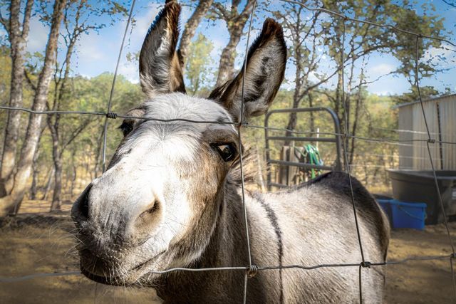 24090 Restive Way, Grass Valley, CA 95949