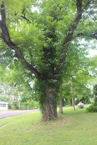 30 Moss Hill Lane, Point Blank, TX 77364