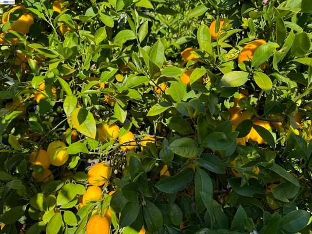 1233 Belknap Ct, Cupertino, CA 95014