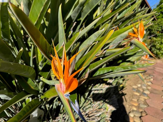 1233 Belknap Ct, Cupertino, CA 95014