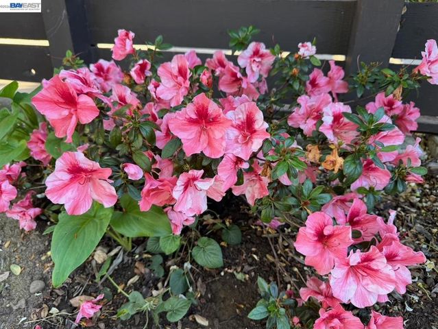 1233 Belknap Ct, Cupertino, CA 95014