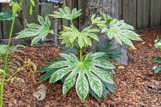 5360 5360 LOCKSLEY Ave, Oakland, CA 94618