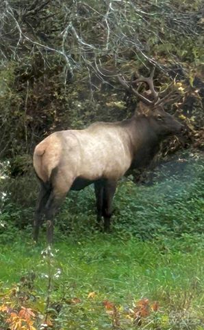 71 Maggie Lane, Maggie Valley, NC 28751