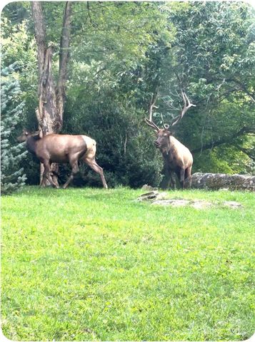 71 Maggie Lane, Maggie Valley, NC 28751